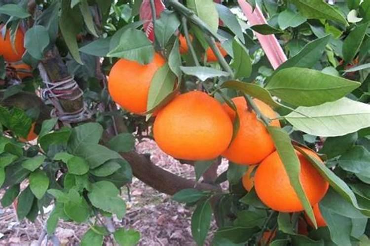 柑橘开花之时用什么肥料更为恰当