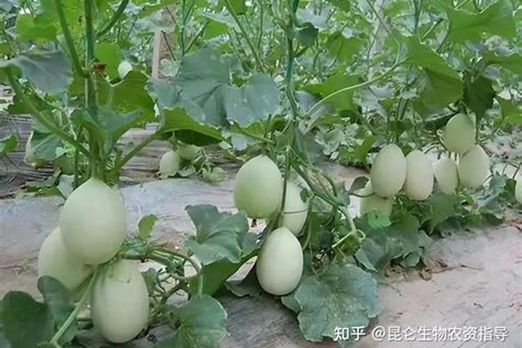 老师们甜瓜上有潮点怎么治啊