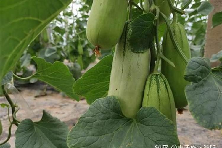 甜瓜用哪种复合肥最好