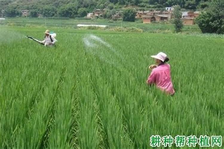 烤烟上灰,也就是白粉病,打啥子药效果最好