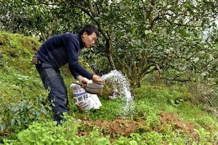 果树用什么肥料最好
