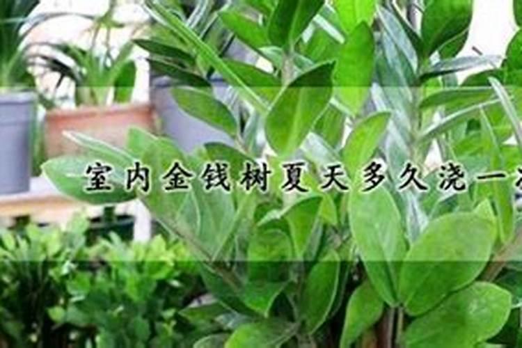 金钱树多久施肥多久浇水好呢 金钱树施肥浇水频率该如何掌握？
