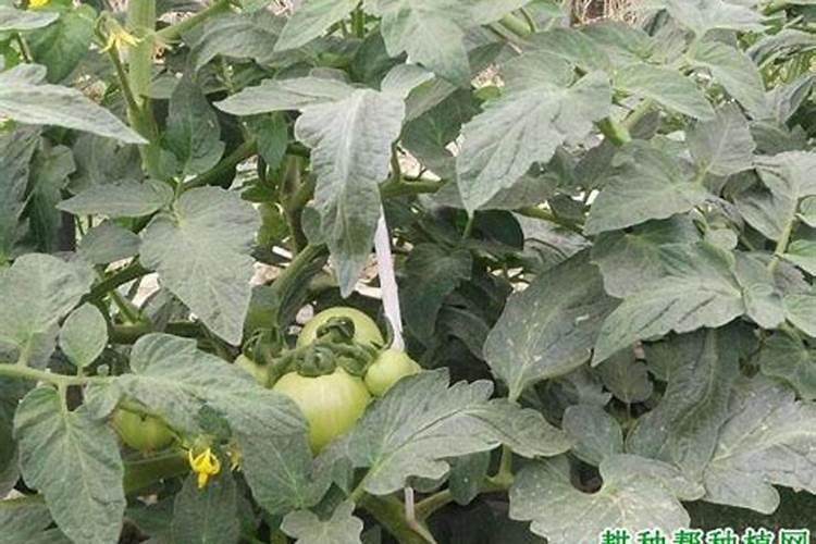 番茄什么时候施肥,如何给番茄施肥