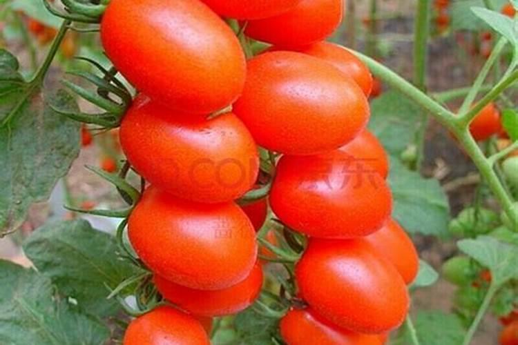水养植物用什么肥料简单又适用