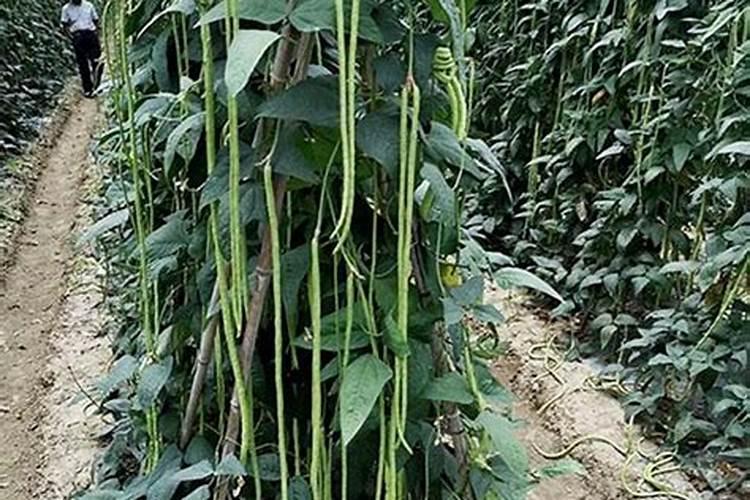 豆角种植过程中适合使用哪种肥料？