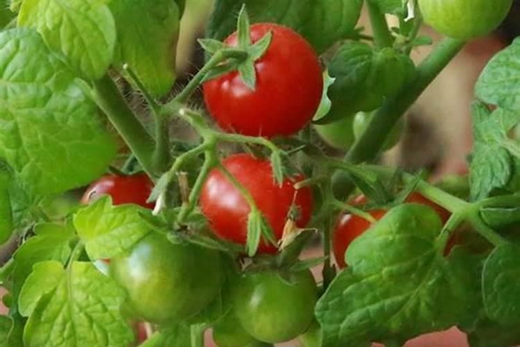 冬季如何给芒果施肥 芒果树冬季施肥方法