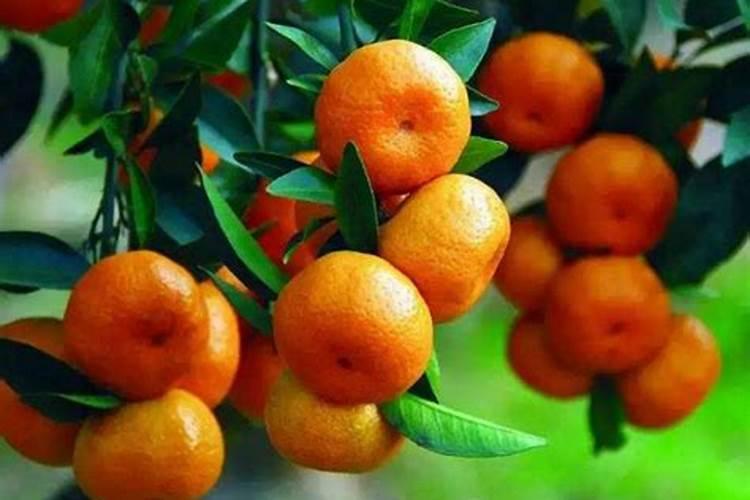 芒果树结果期怎样施肥