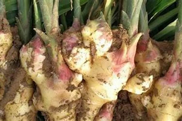大姜膨果期用什么肥料好？