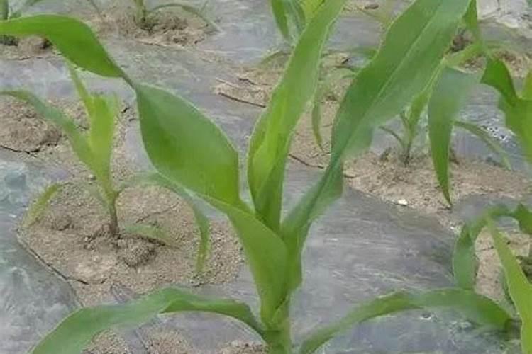 硝基肥适不适合种茶叶 硝基肥使用禁忌