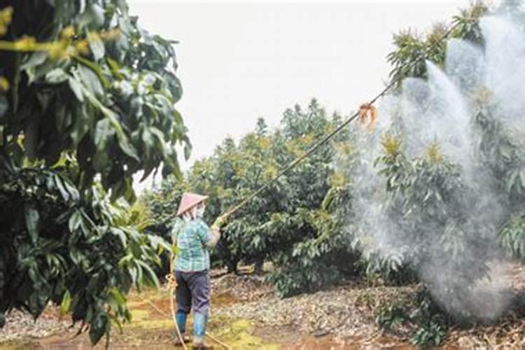我想问问荔枝专用叶面肥什么好