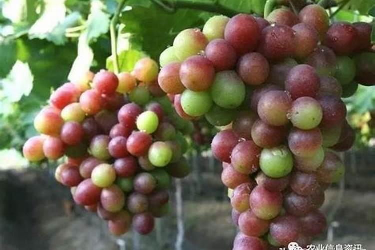氧化钾是钾肥吗？和氯化钾和硫酸钾有什么区别？
