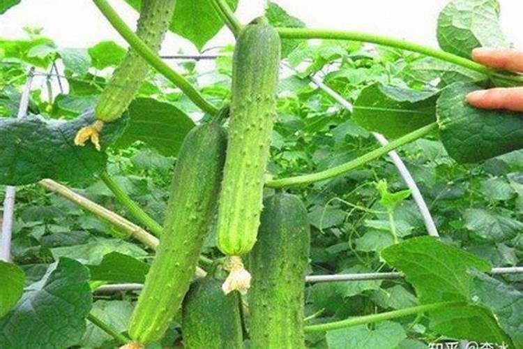 大姜追肥用什么肥料效果好？