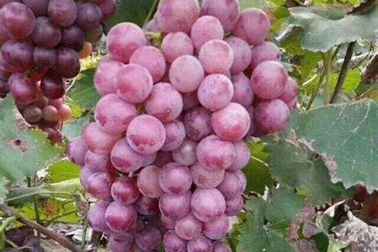 葡萄膨大期用什么肥料