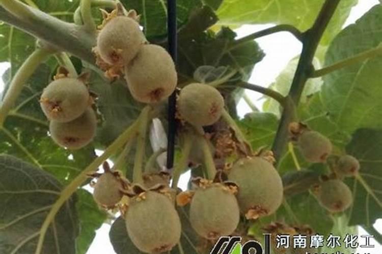 猕猴桃水溶肥的用量用法是什么