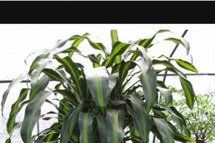 大姜种植后头两次浇水应怎么冲施肥料？