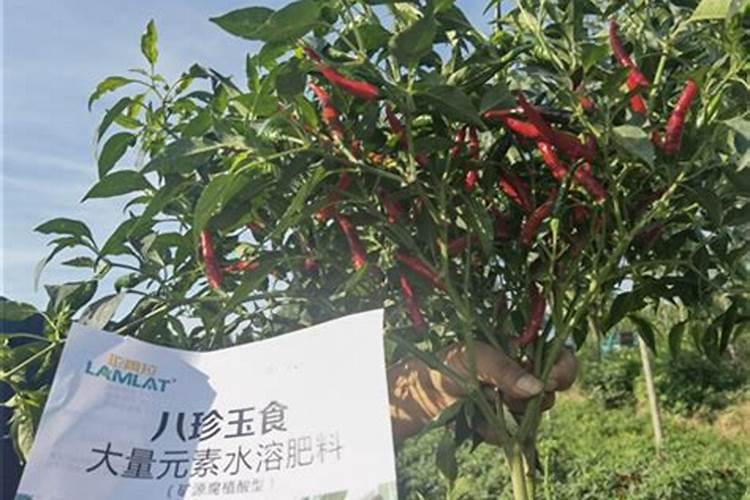 辣椒施什么肥结果多和大