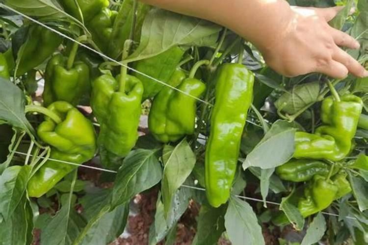 辣椒结果用什么肥料最好