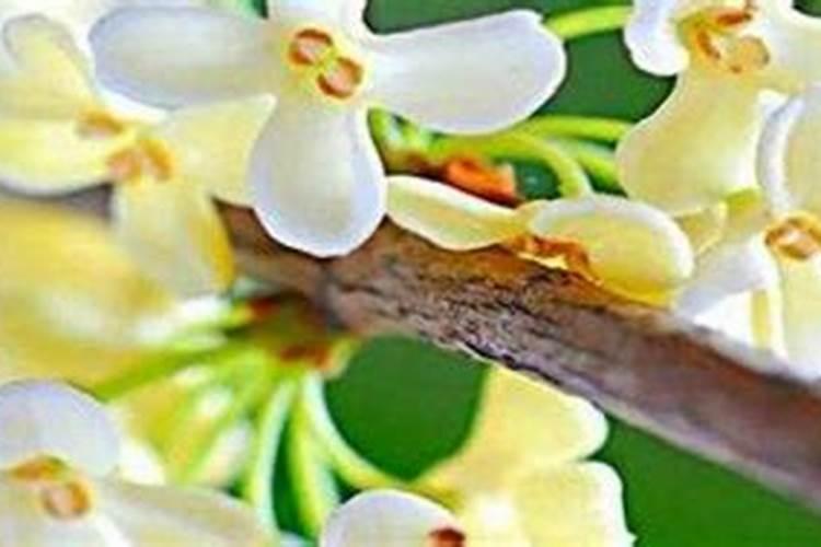 桂花树枝叶少用什么叶面肥能让枝叶茂盛