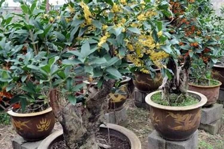 经长途运输的桂花怎样栽培？能喷施叶面肥吗？