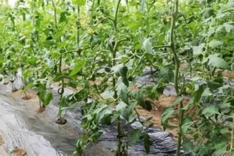 钾是山药需求量最多的元素,山药用哪种钾肥效果好呢？