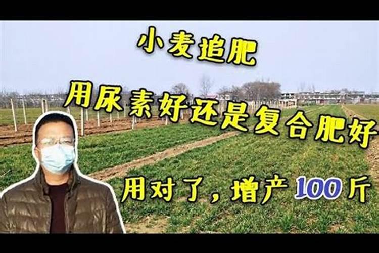 小麦追肥,使用尿素的,为啥越来越少
