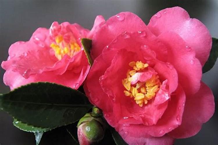 茶花如何追肥花苞只多不少