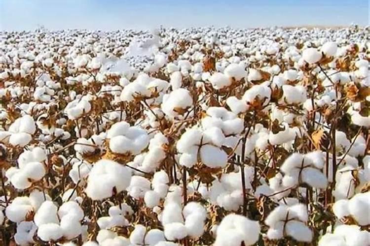 请问各位老师每百斤棉花需要多少氮磷钾