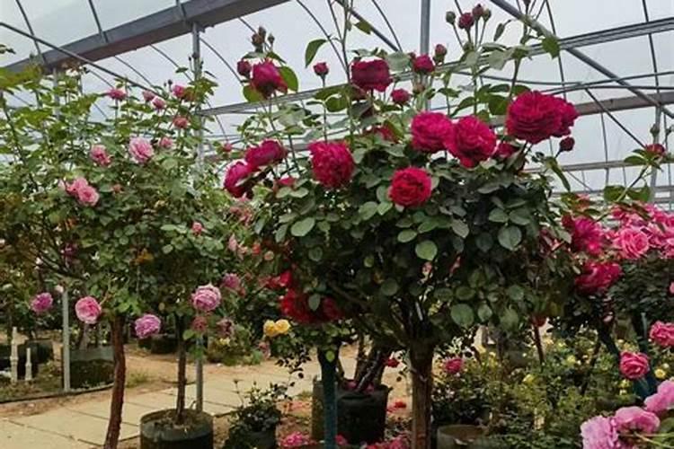 月季开花时能施肥吗 月季开花时能不能施肥