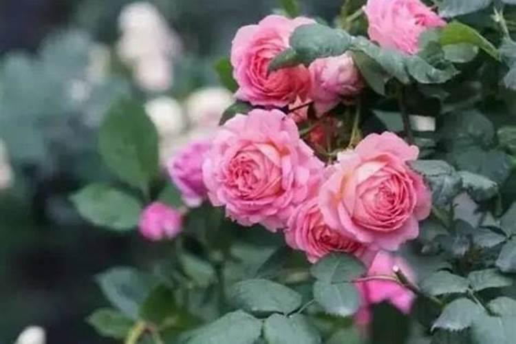 月季开花时能施肥吗 月季开花时能不能施肥