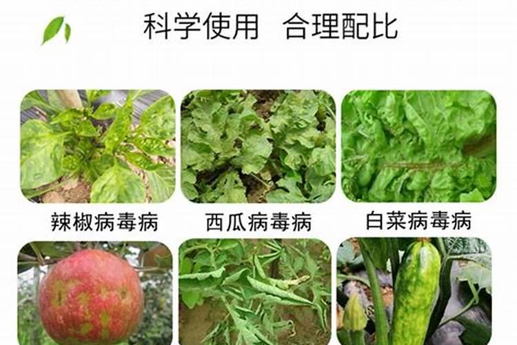 巧棵力颗粒水溶肥一袋都是多少斤呀？有没有小包装