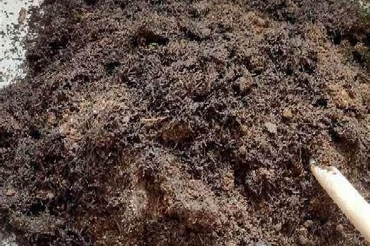 给花施肥什么时间好什么时间给花施肥好呢