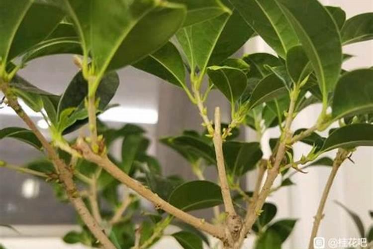 在使用控旺剂的时候,为什么很多农户会加入芸苔素？