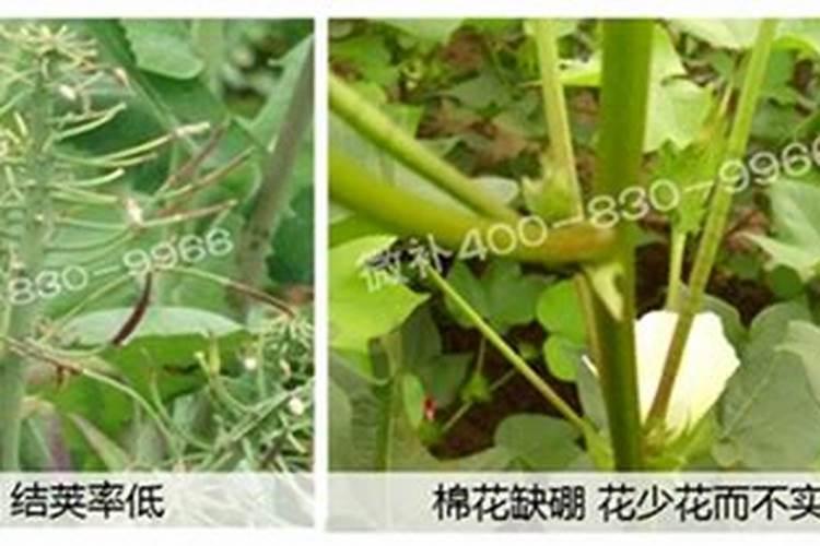 柑橘保花保果用什么药