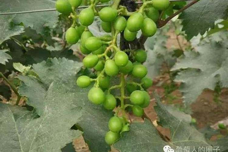 硅肥对作物的最大作用是什么