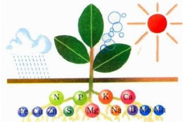 植物对钙的吸收以主动吸收为主对吗