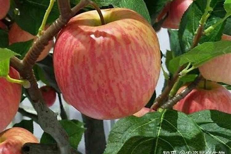 苹果上色最快打什么药 苹果上色打什么药最好