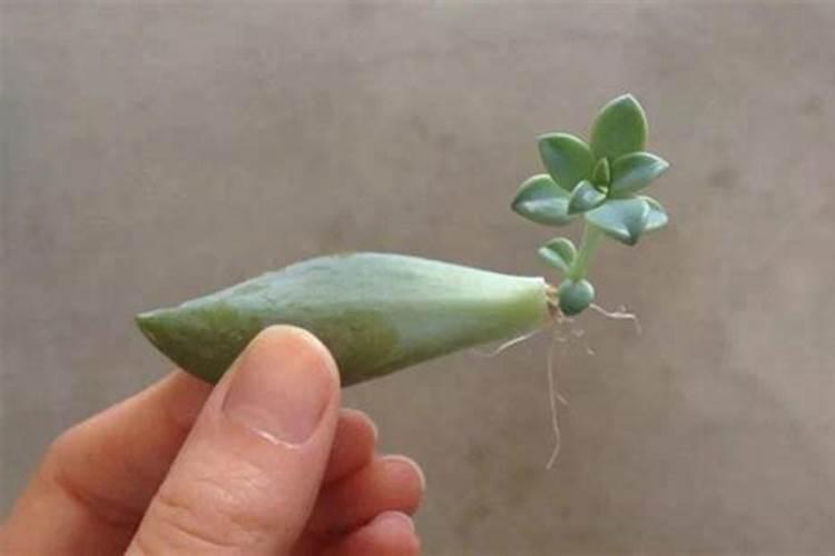 野糜子用什么除草剂