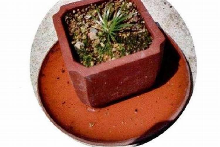 菖蒲如何施肥