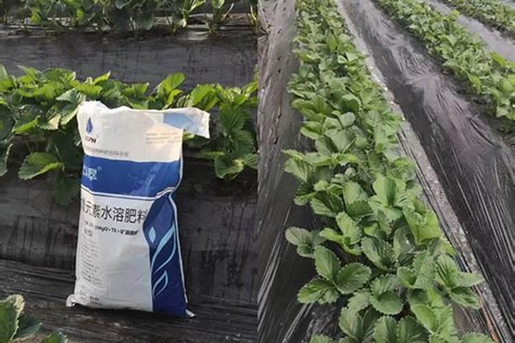 俄罗斯红钾肥可以施肥西瓜吗