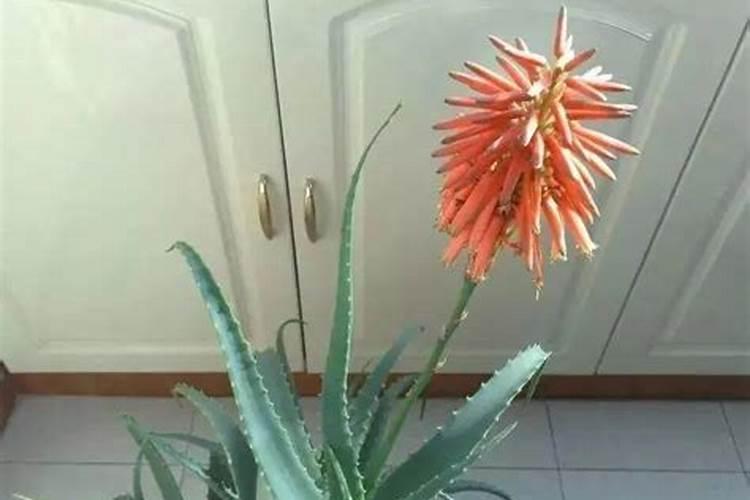 种大白菜用啥肥最好