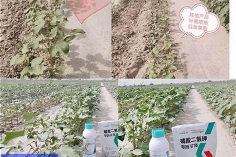 棉花叶面肥的施用方法及其注意事项