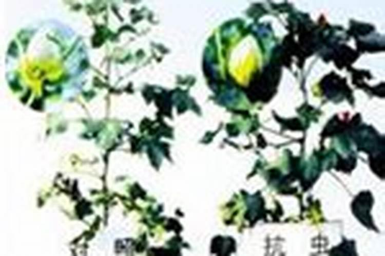 棉铃虫大龄虫用什么药效果好