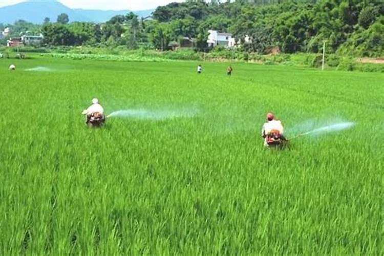 富硒叶面肥怎样喷水稻可以产富硒大米