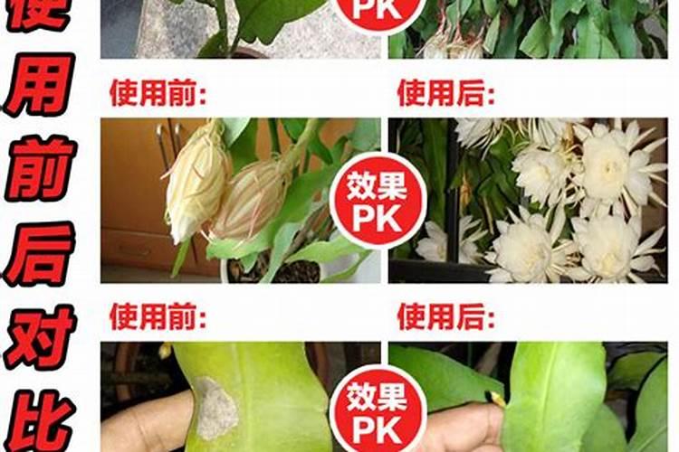 黄瓜药害的危害,黄瓜药害的预防措施