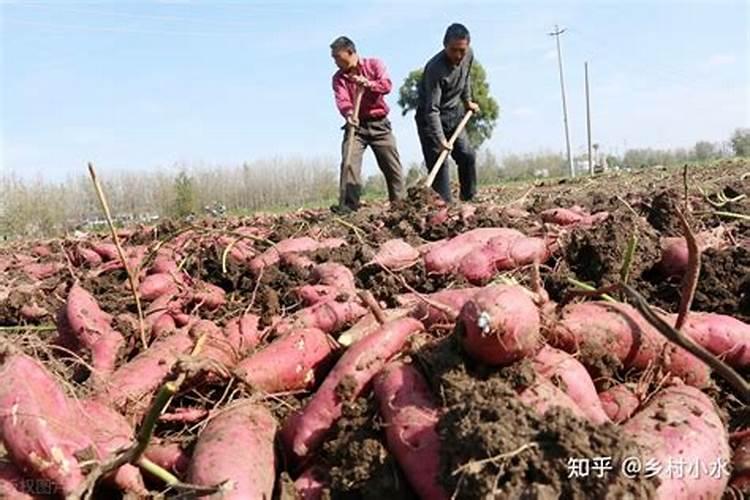 准备去农村大面积种植红薯,红薯苗该如何培育？