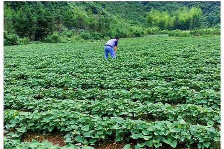 种红薯用什么肥料最好高产