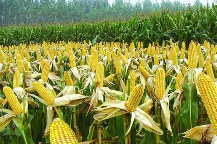 玉米施加钙肥的最佳时间 什么时候使用合适