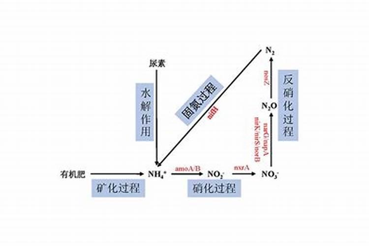 茶花施什么肥最好