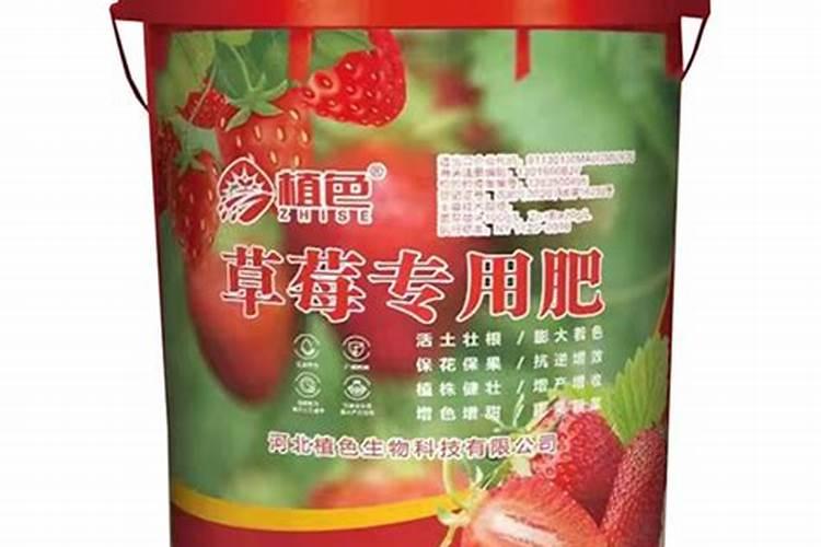 棕榈树怎样施肥好