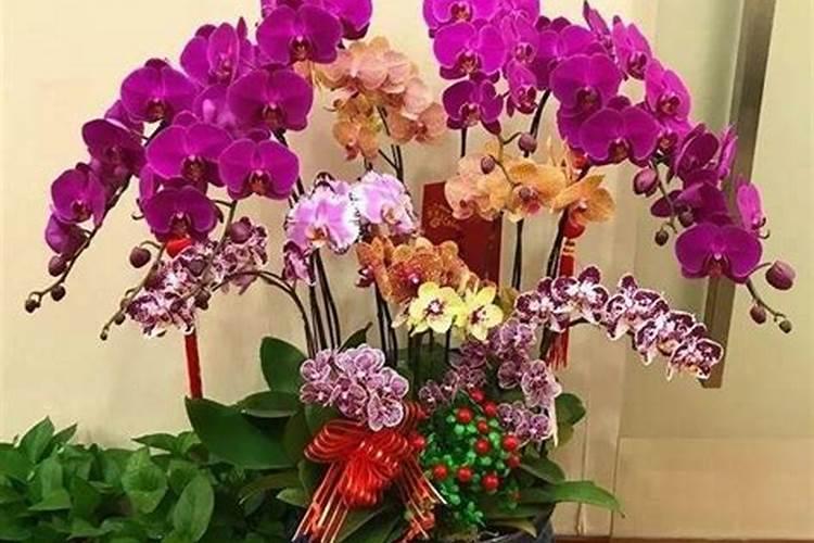如何正确给兰花使用叶面肥